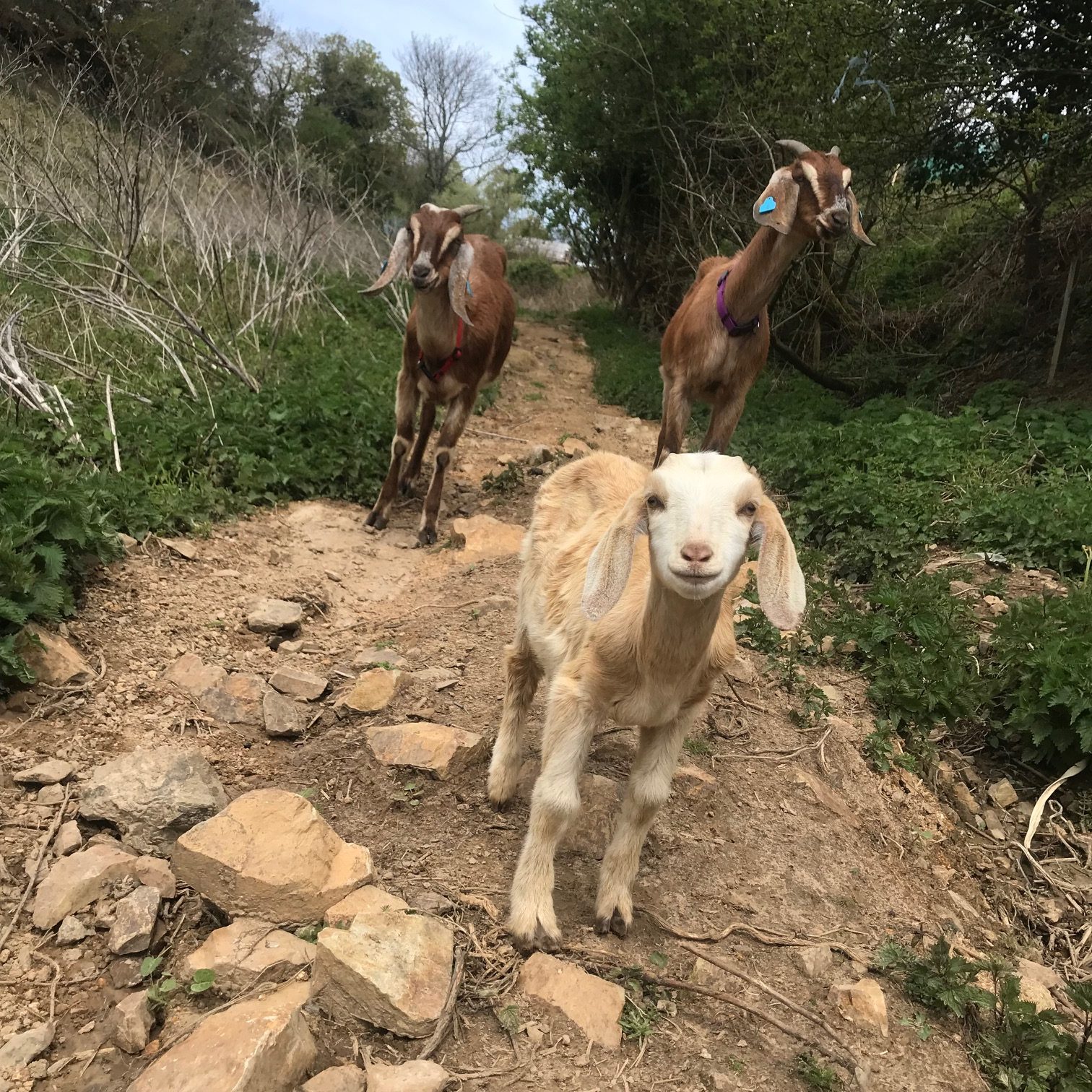 walking_with_goats.jpg