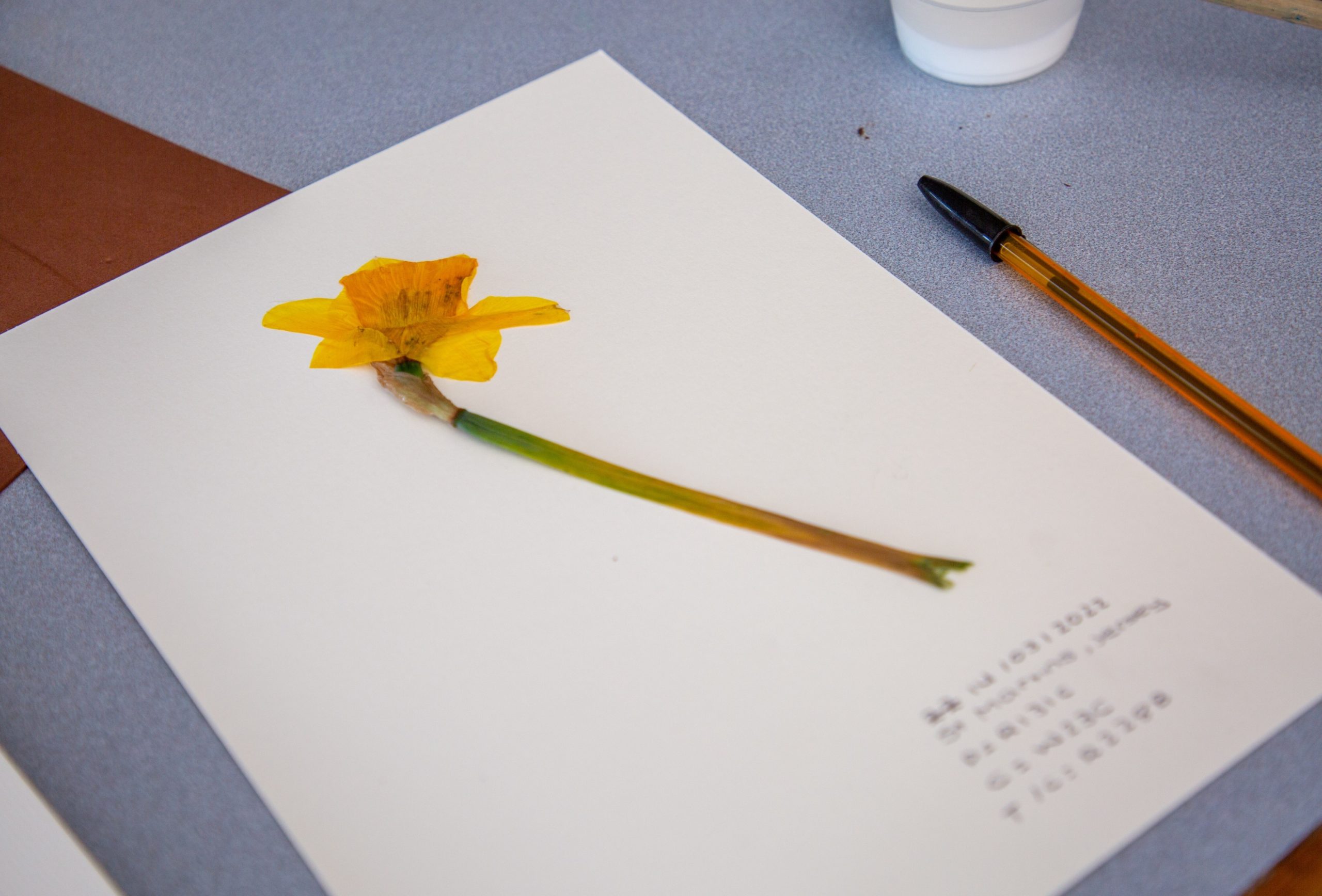 Beaulieu_Daffodil_DNA_Project.jpg