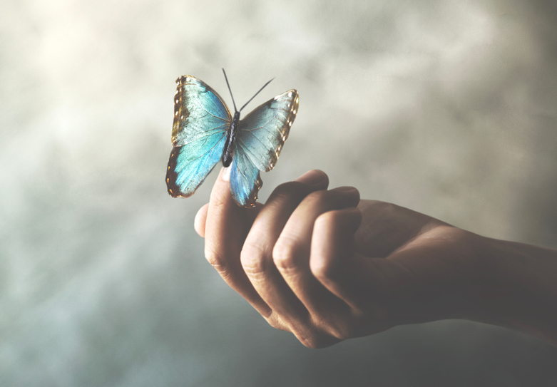 butterfly_stock.jpg