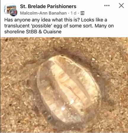 jelly_blob_2.png
