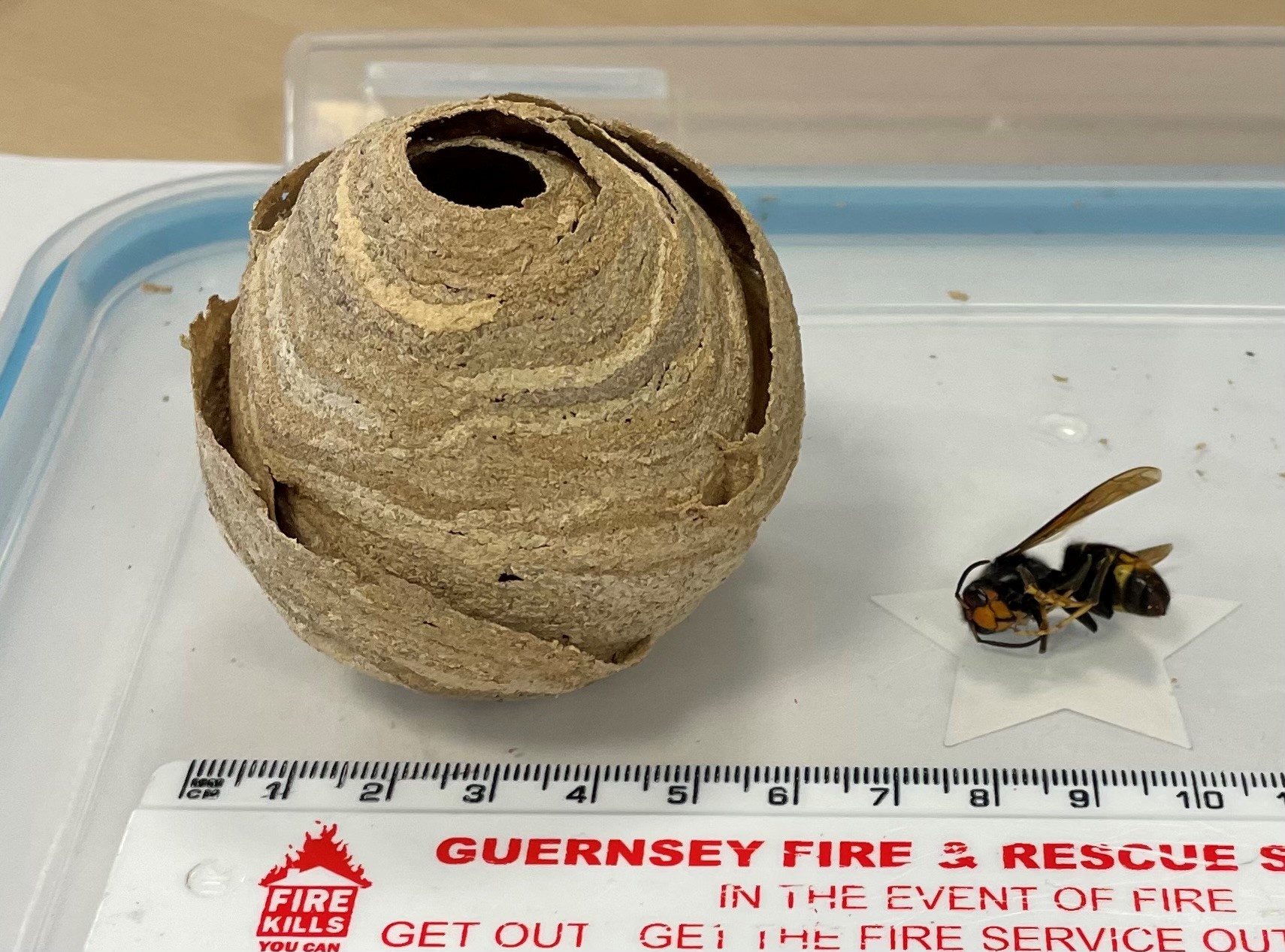 Bunker_Hill_Vale_23rd_May.jpg asian hornet