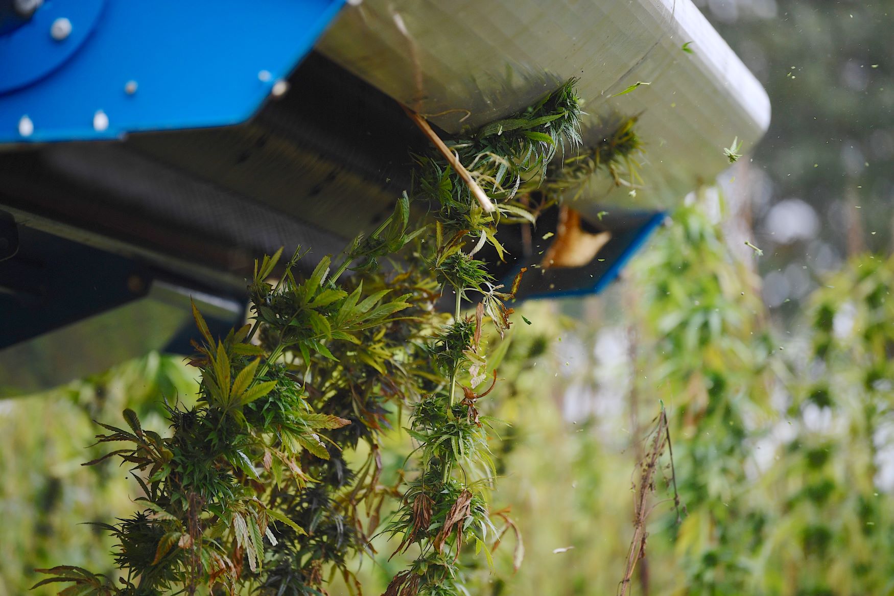 Jersey_Hemp.jpg