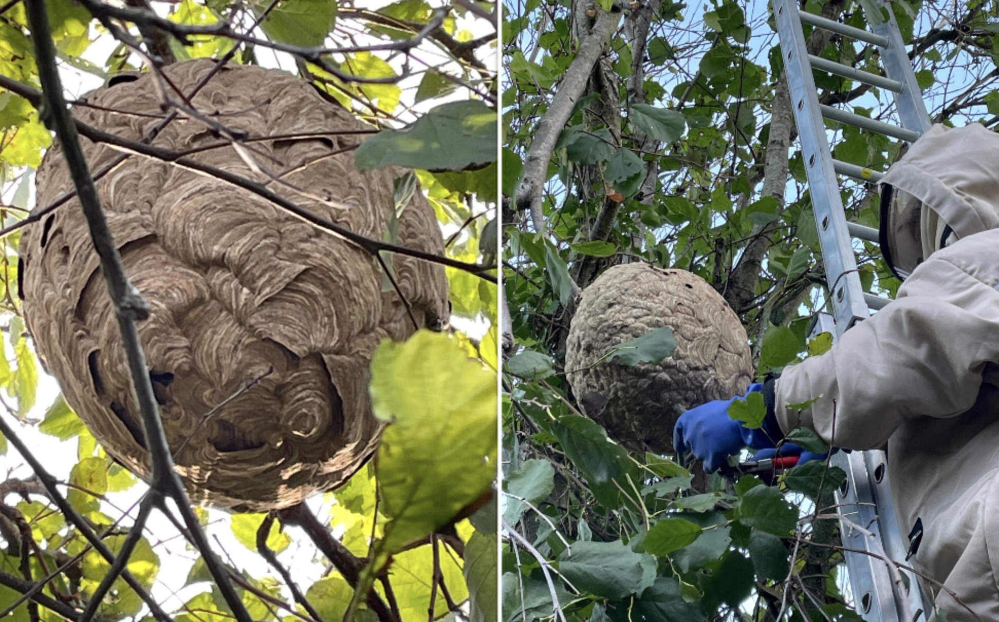 asian hornet