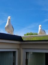 gull