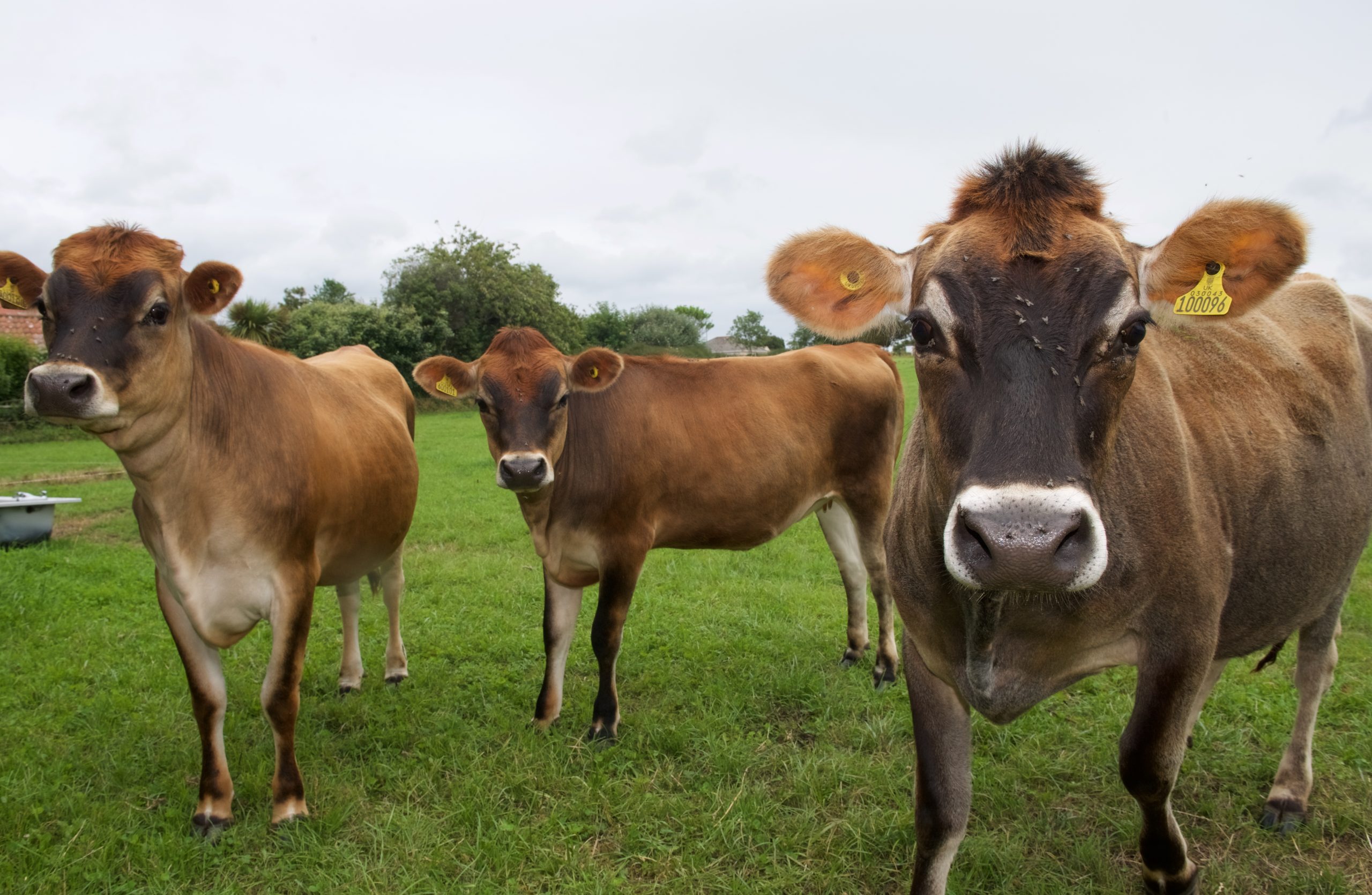 Jersey cows dairy.jpg