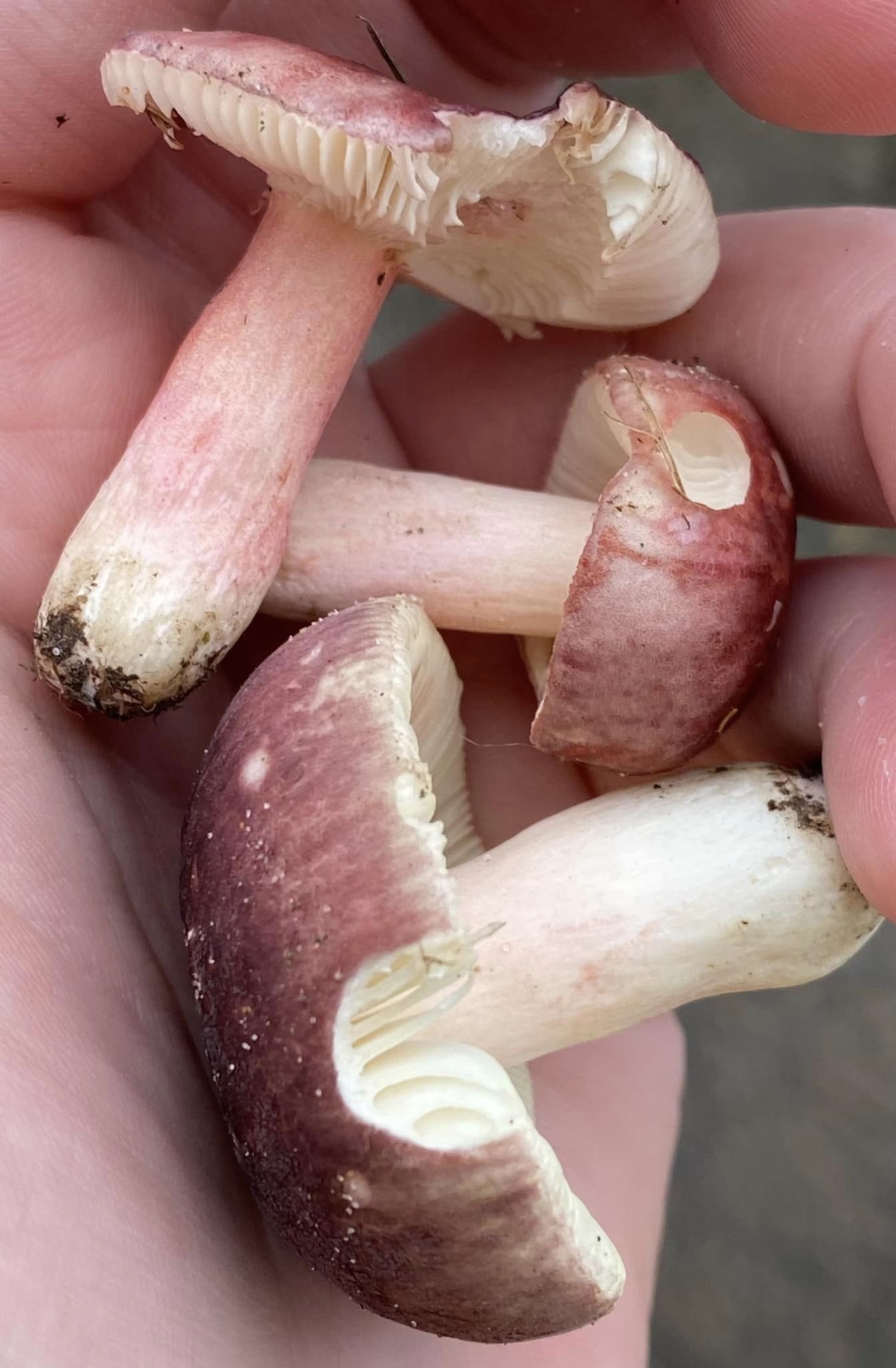 rare_mushroom_3.jpeg