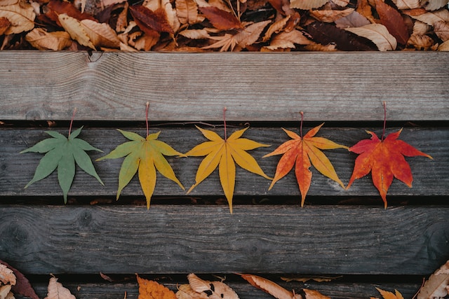 seasons leaves