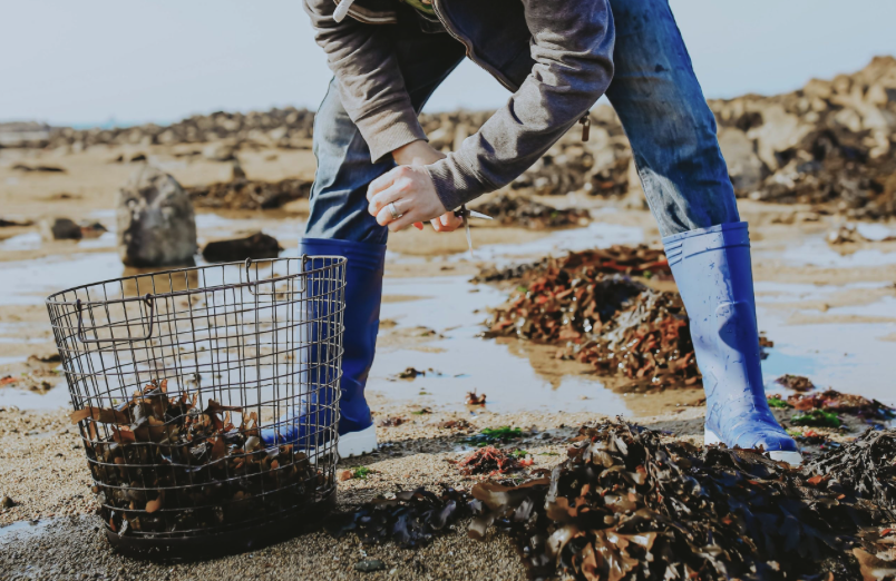 seaweed ben tustin