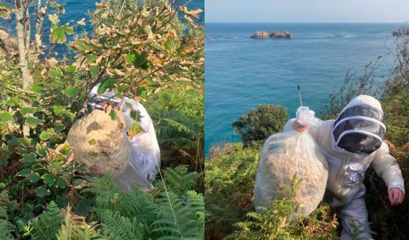 hornet_nest_collage.jpg