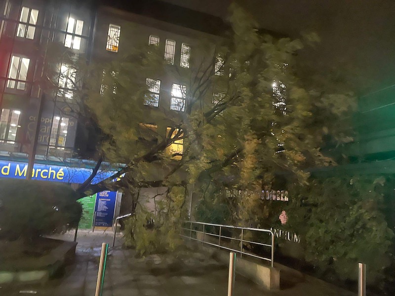 grande_marche_tree_fallen.jpeg