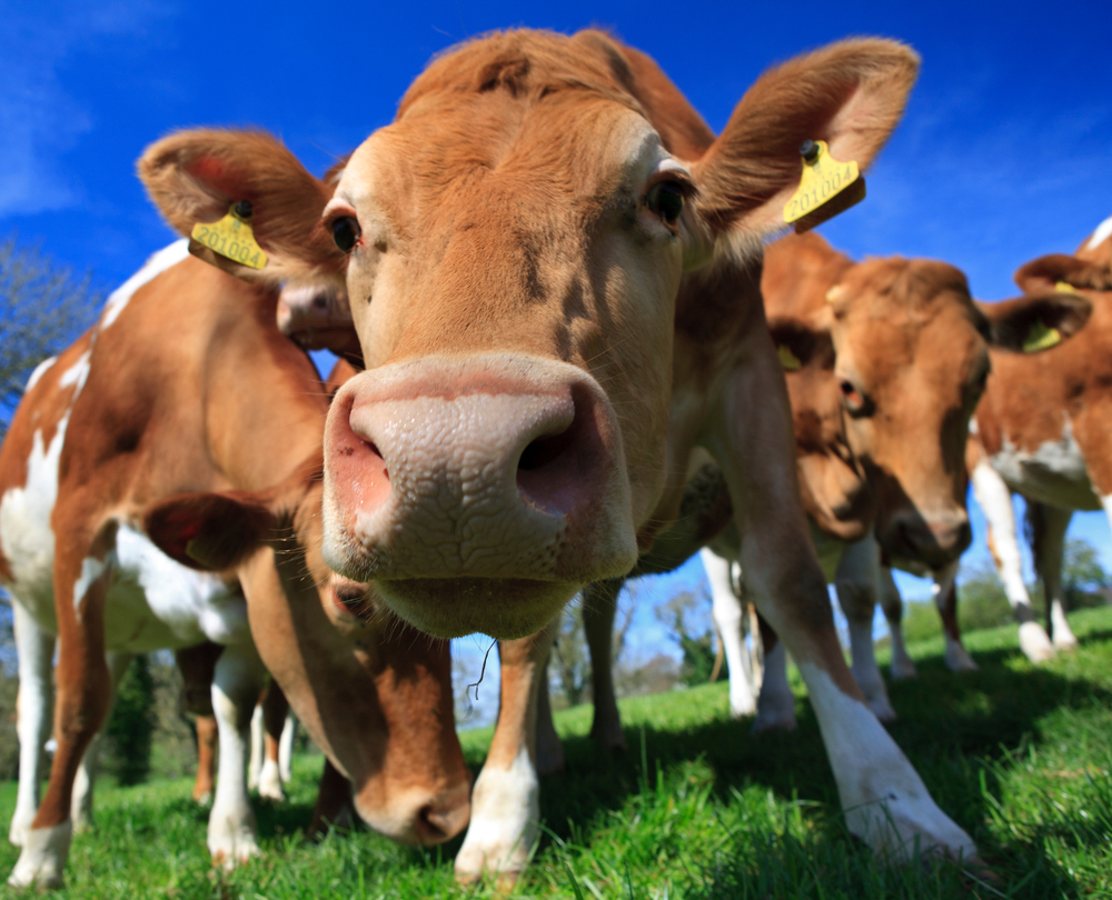 Guernsey_cow.jpg