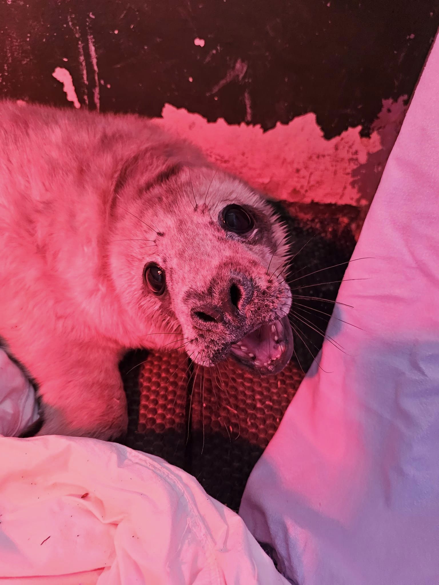 gspca-faulkner-seal-pup-guernsey-jersey-grey.jpg