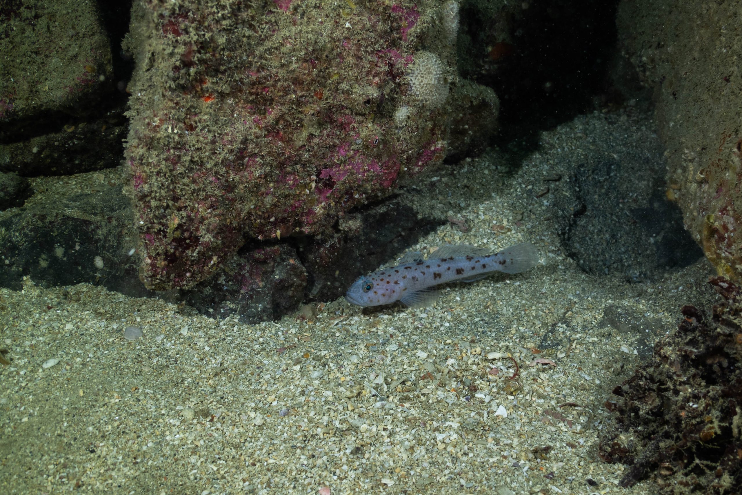 P1377393-1