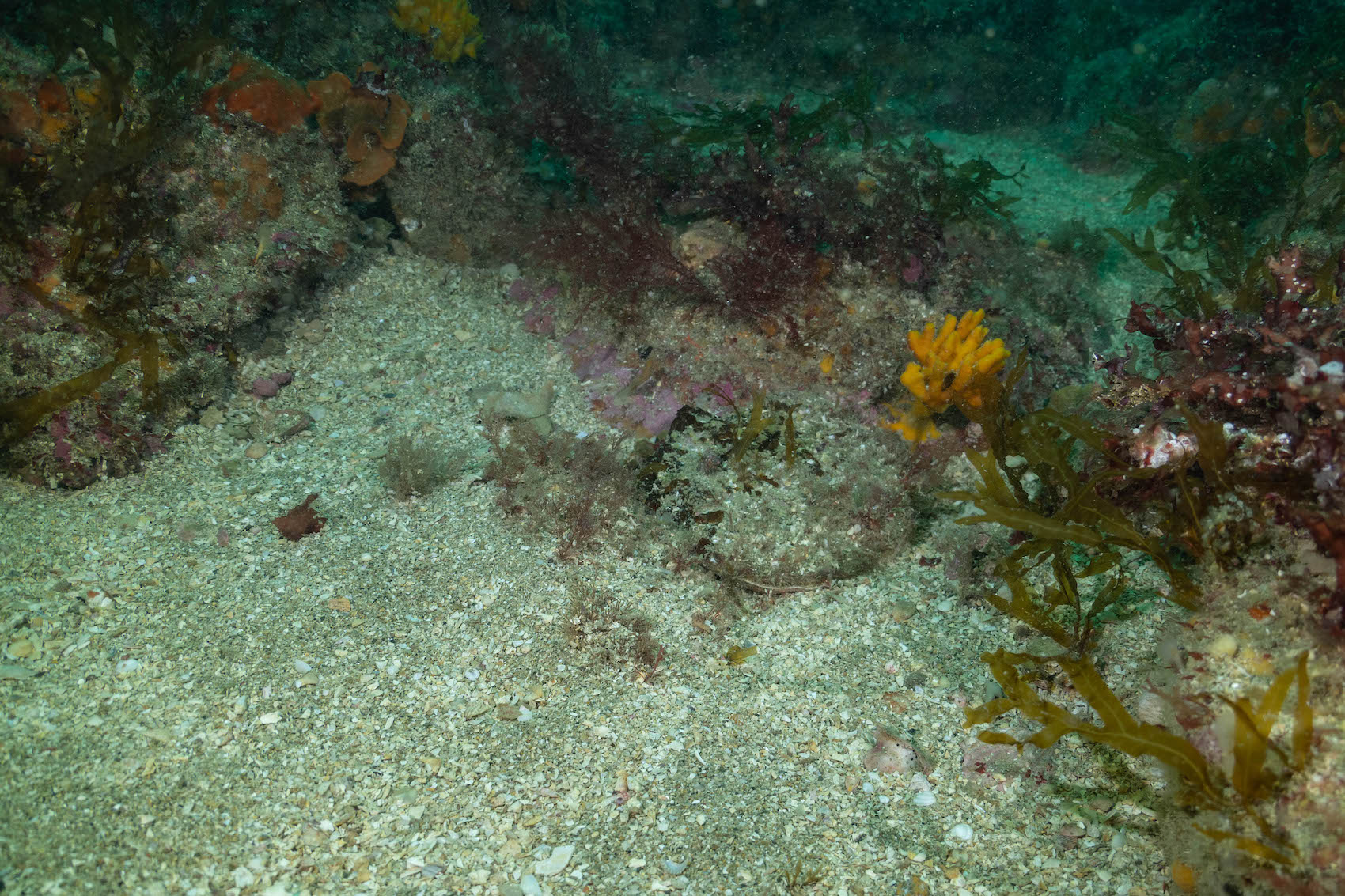 P1377396