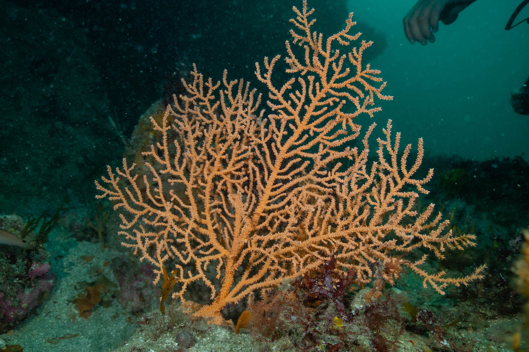 P1377400