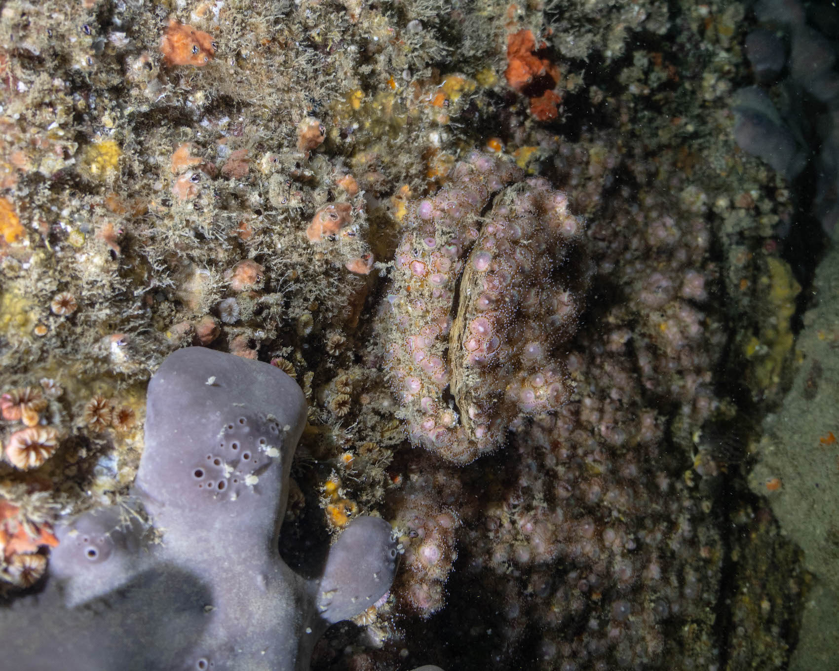 P1377415