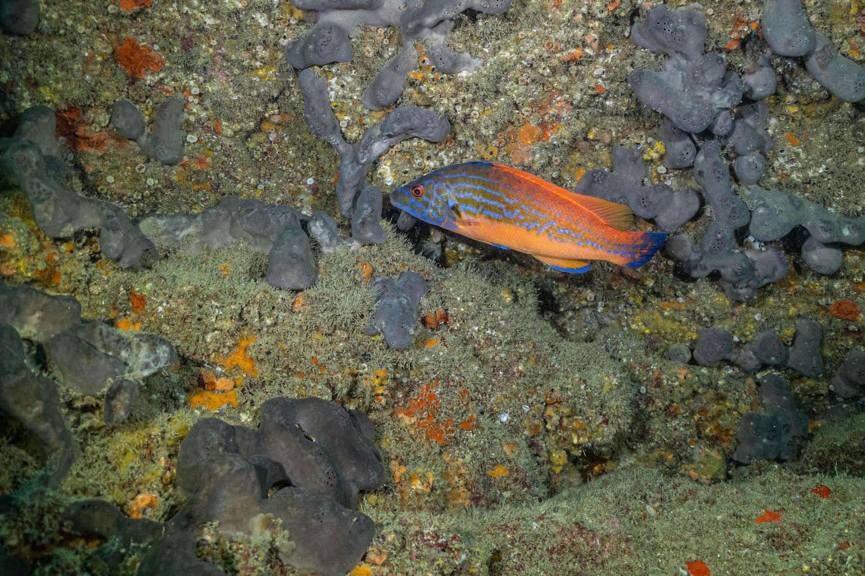 P1377441