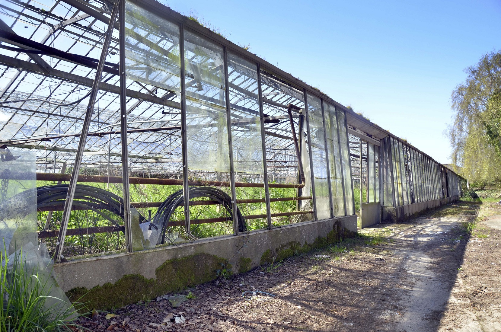 glasshouse_PETER_MOURANT.JPG