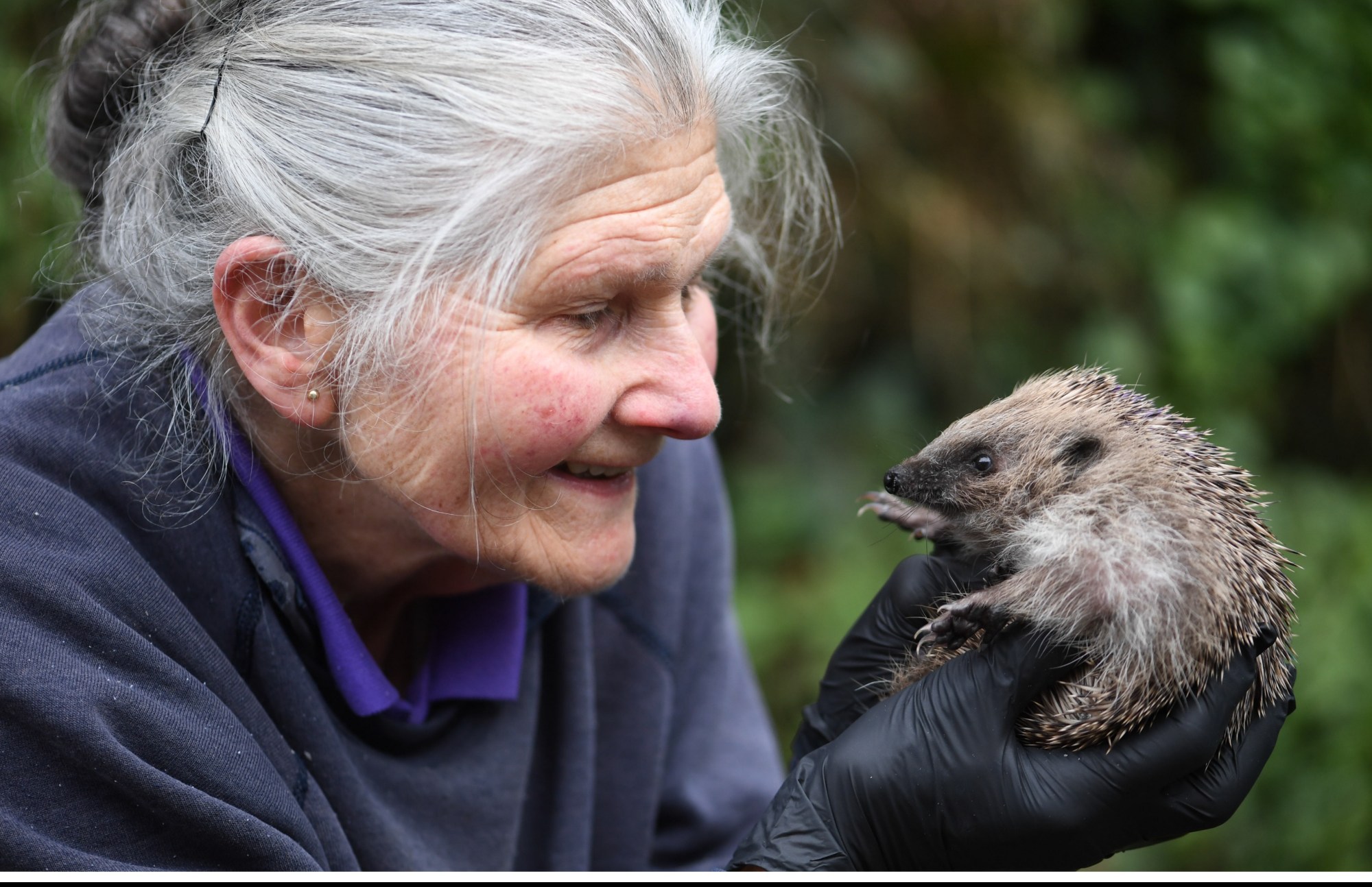 Do you have what it takes to run a hedgehog rescue centre? - Bailiwick ...