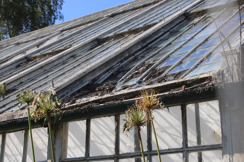 Candie_Gardens_Lower_Greenhouse_rot_close_up.JPG