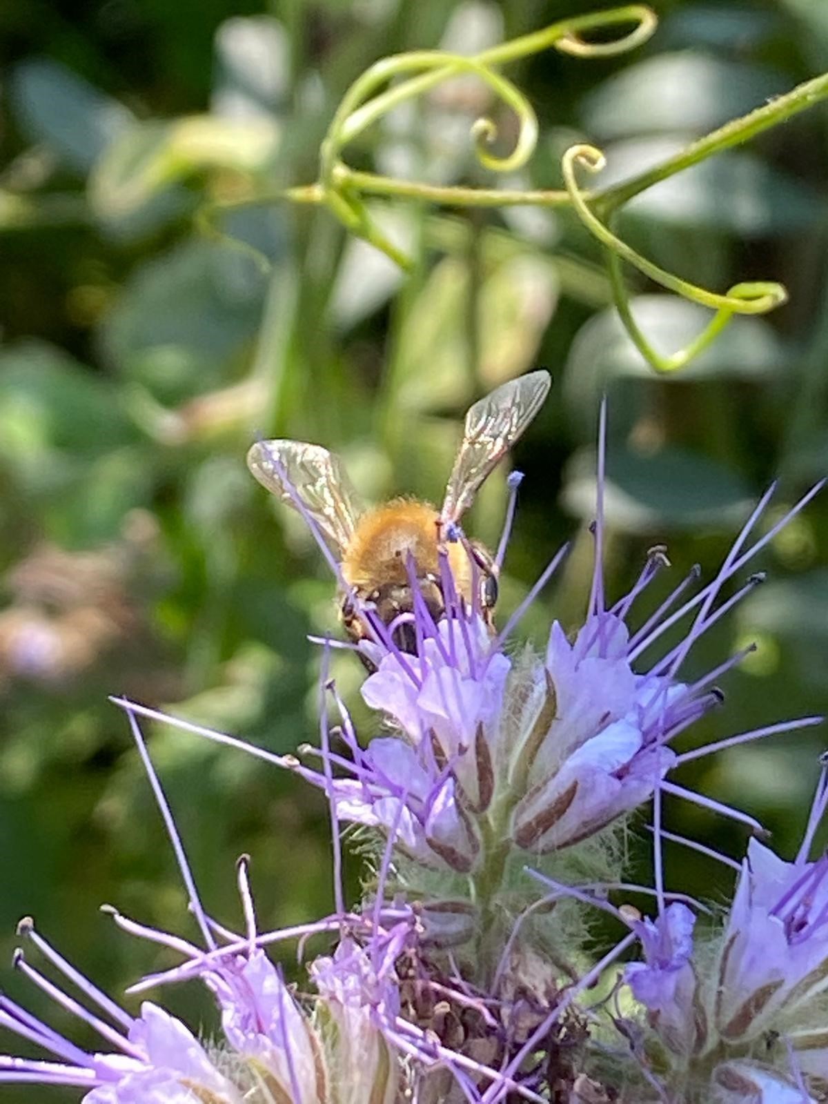 AB_cover_crop_competition_3.jpg