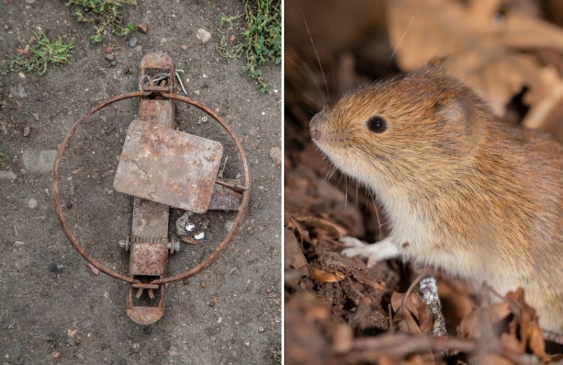 animal_trap_vole.jpg