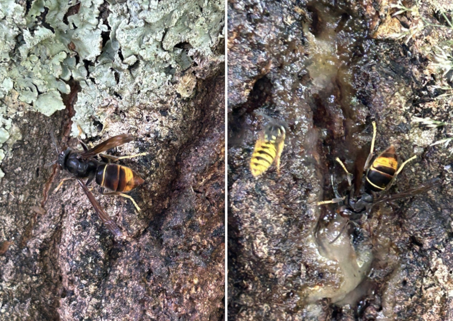 asian hornet foulon cemetery