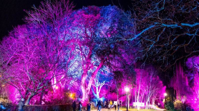 Dreaming Trees in Howard Davis Park