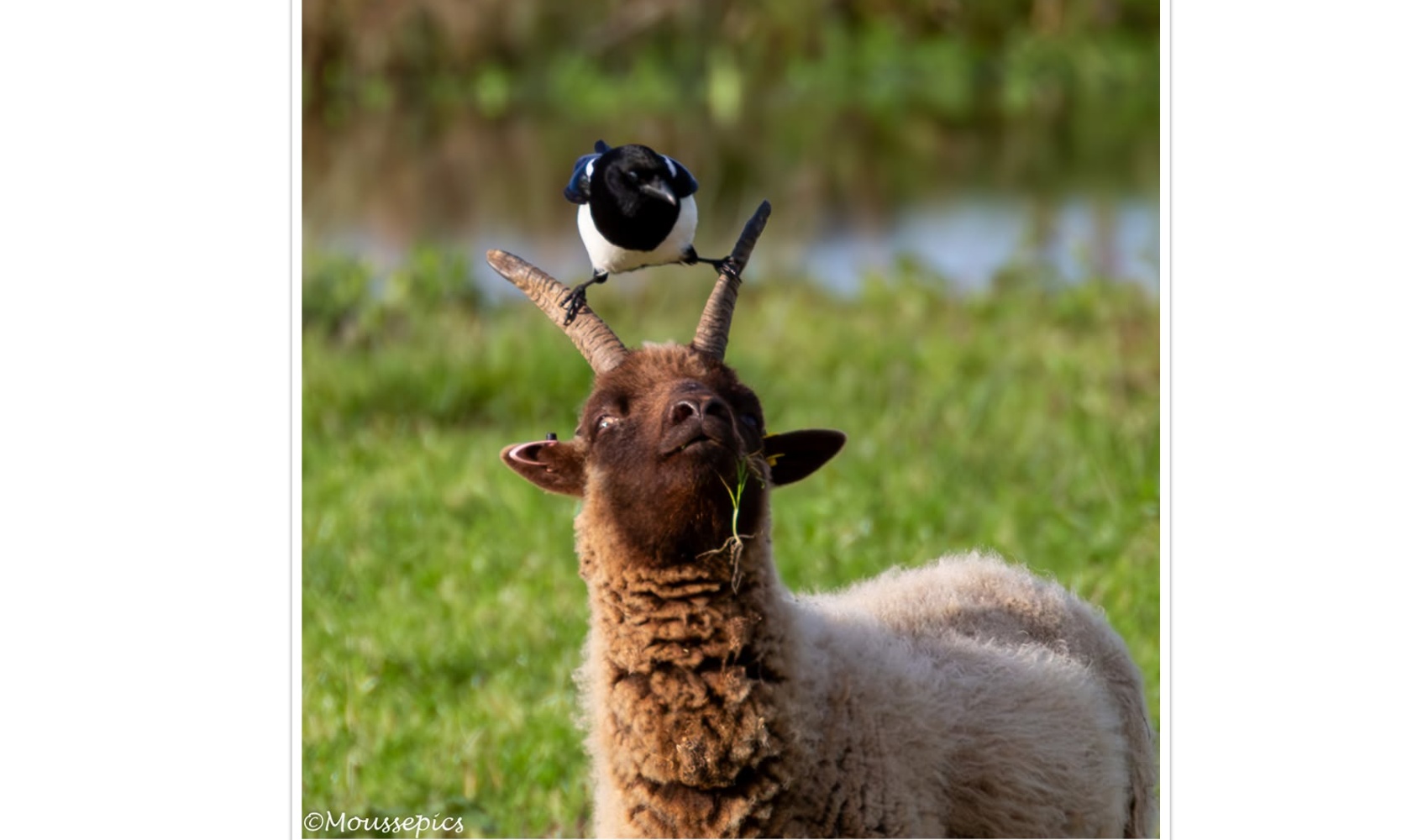 David_M_Siouville_Magpie_and_the_Manx_Longhorn_at_the_Scrape