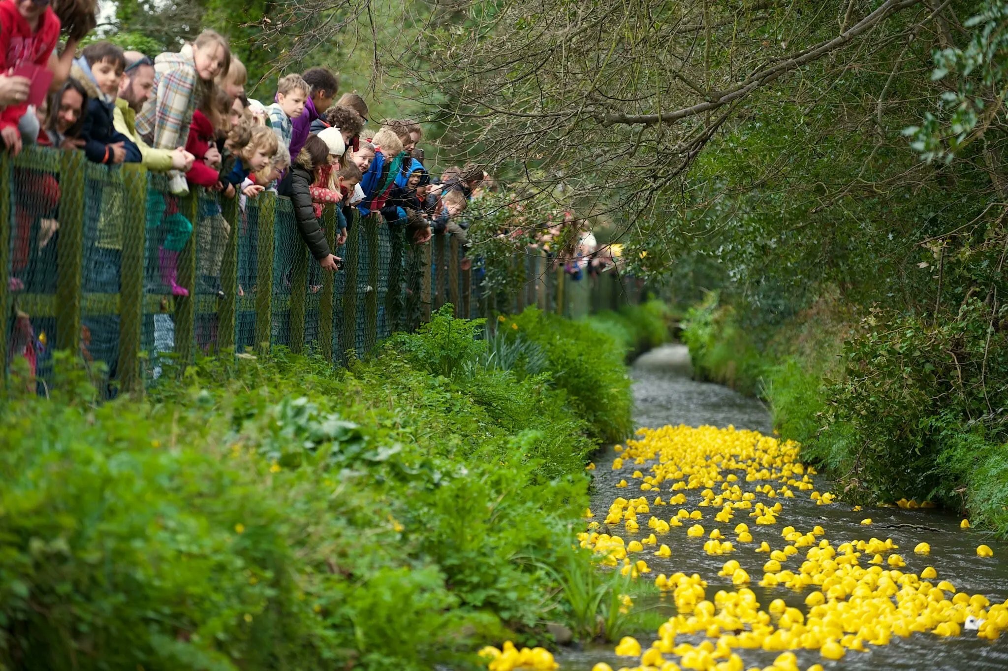 Duck_Race_picture.jpg