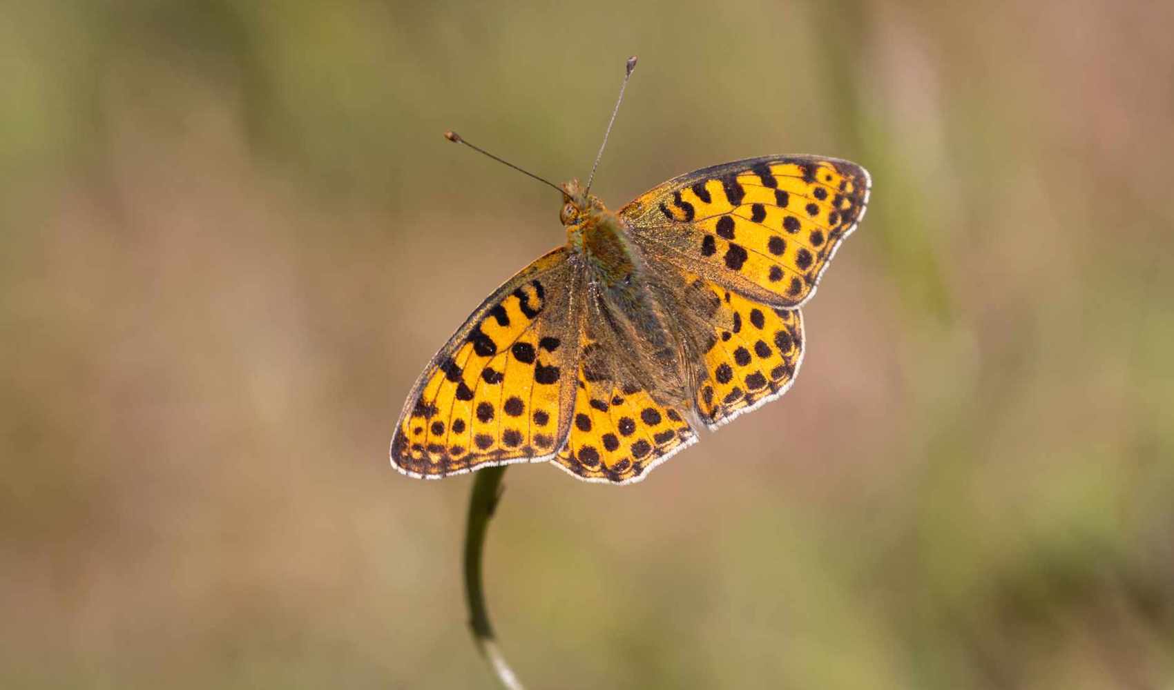 Queen_of_Spain_Fritillary_St_Ouens_Bay