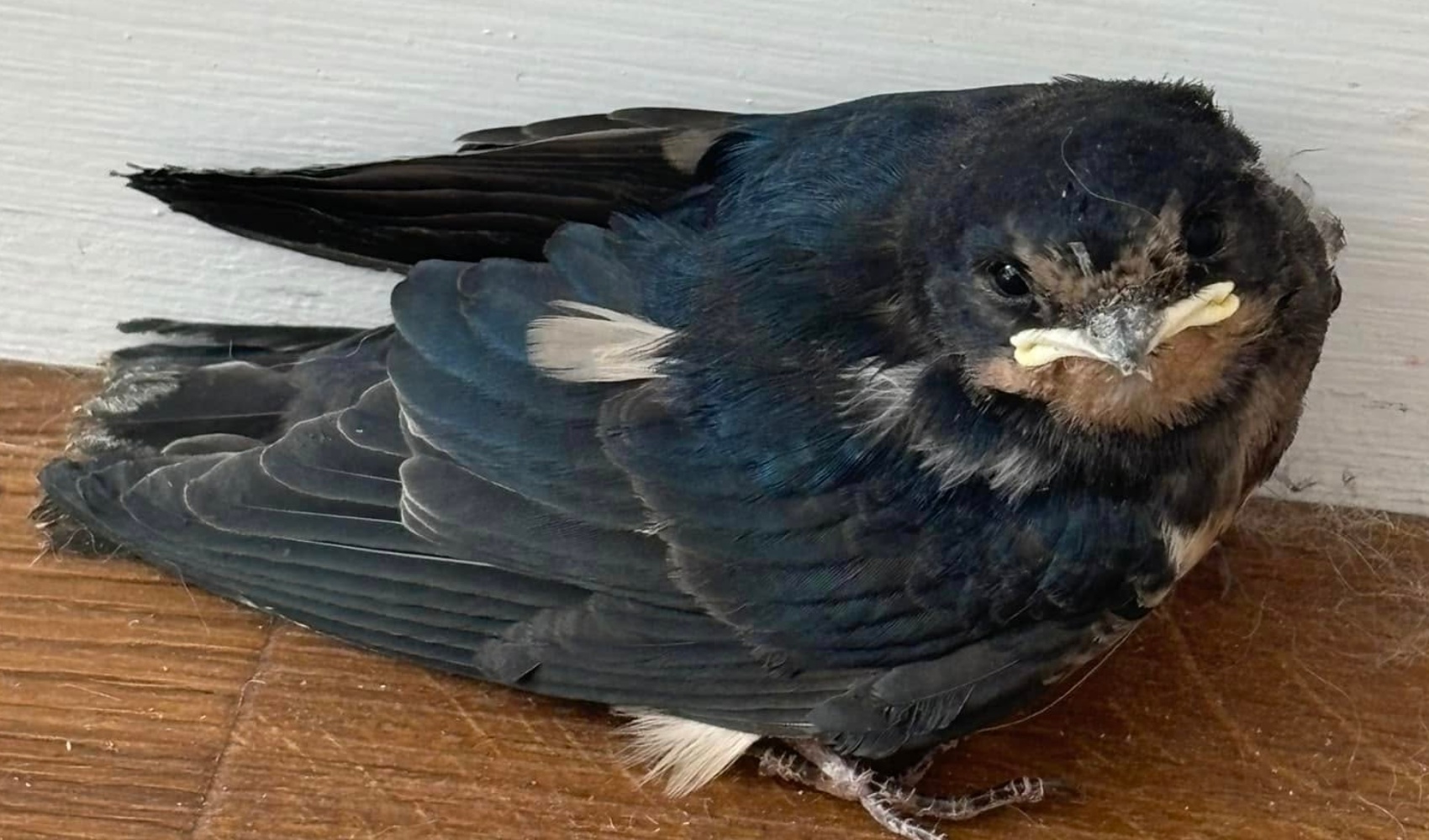 Swallow_Niv_Squiv__2