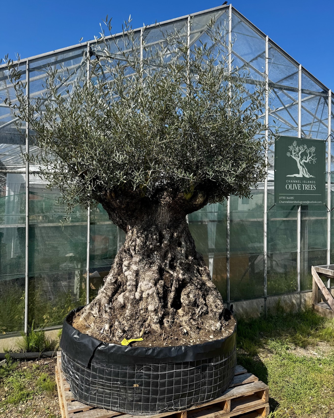 Tree imported that could be older than the United States