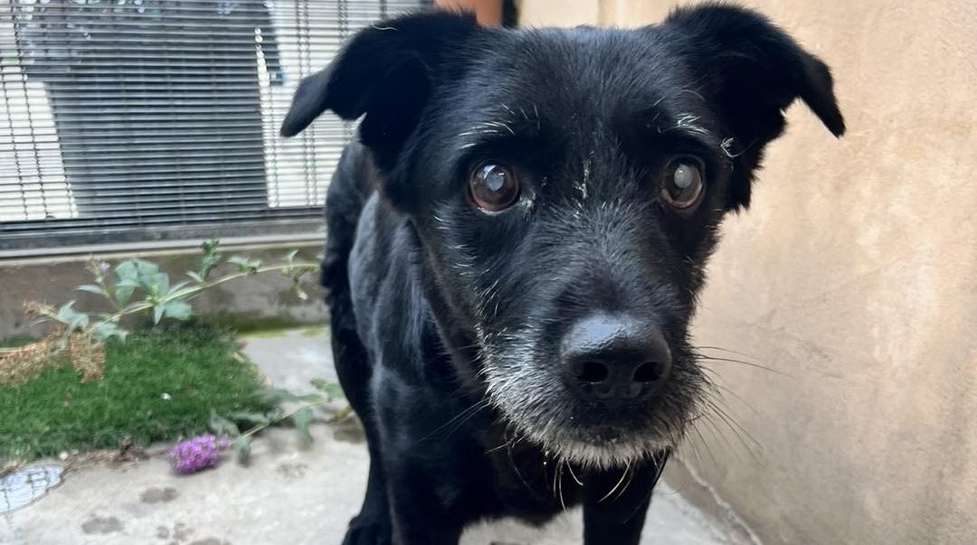 Missing dog sparks concerns for welfare of owner - Bailiwick Express ...