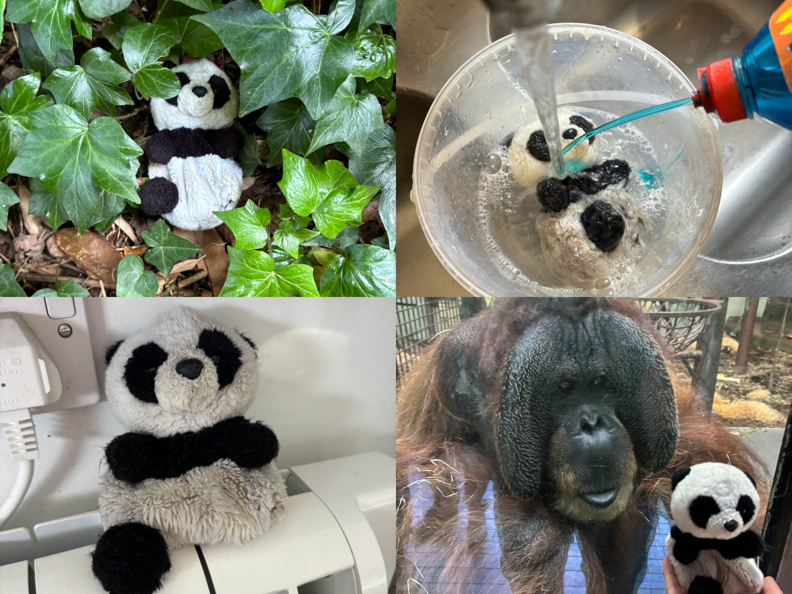 One-legged panda reunited with owner after year-long adventure at