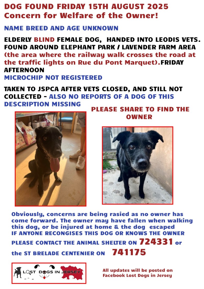Missing dog sparks concerns for welfare of owner - Bailiwick Express ...