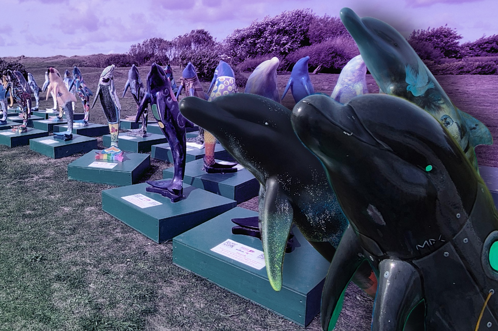 Dolphins up for auction - Bailiwick Express News Guernsey