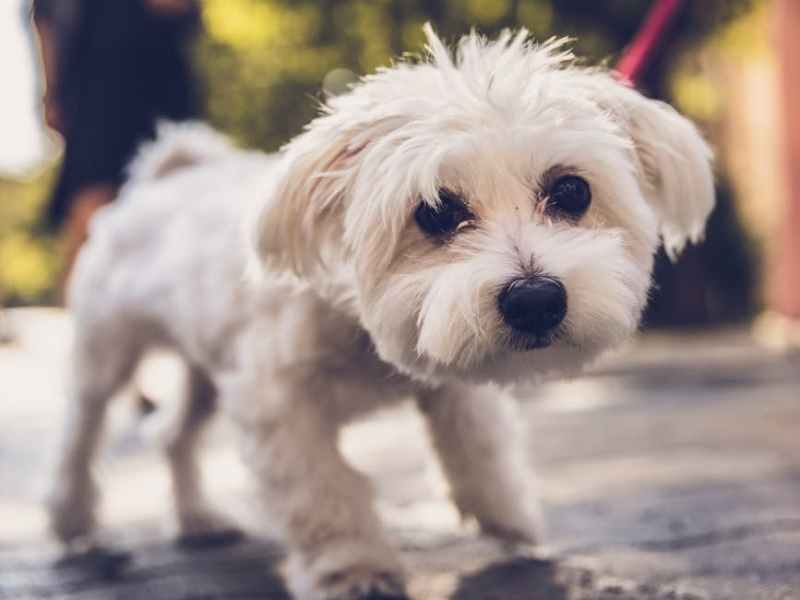 selective focus photography of white adorable puppy walking outdoors