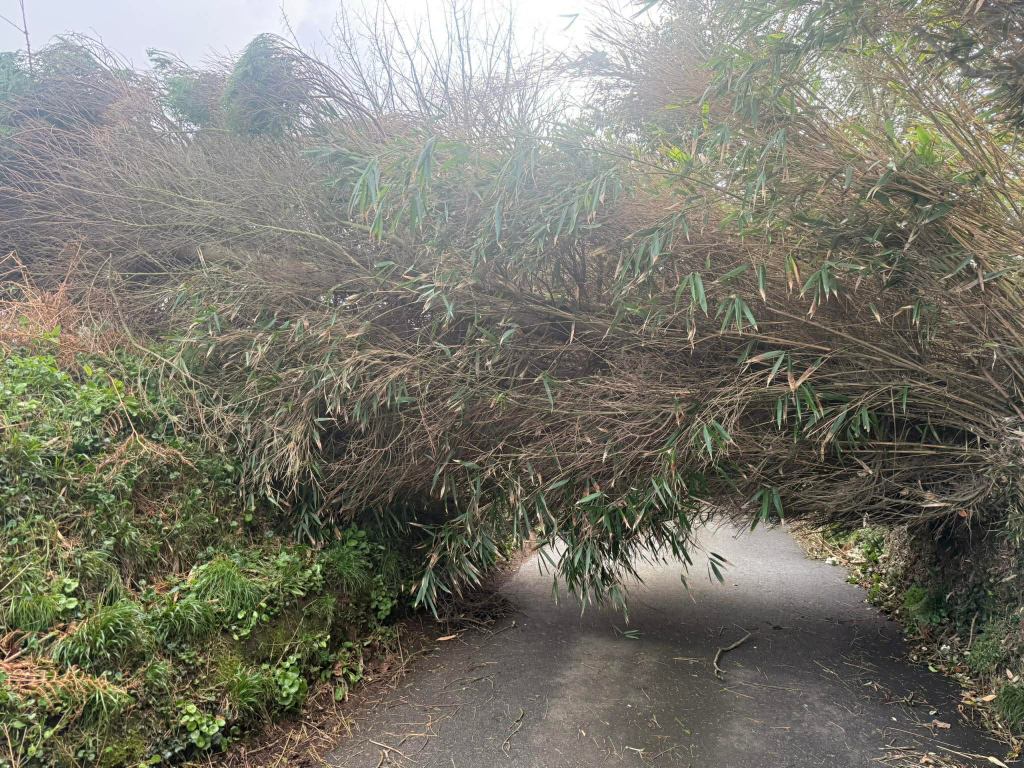 A bamboo tree lies across a narrow country lane.