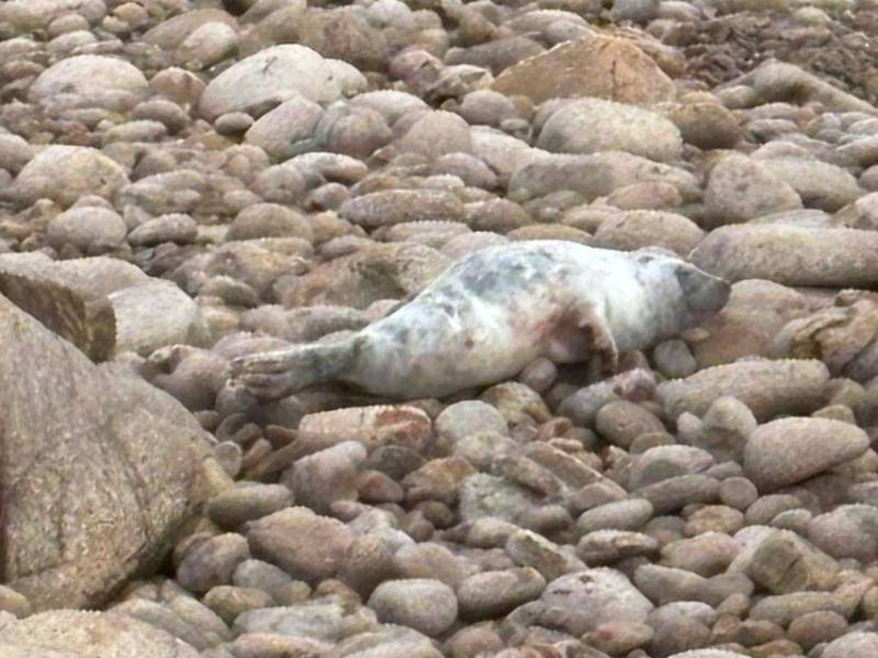 An injured grey seal pup on a rocky beach.