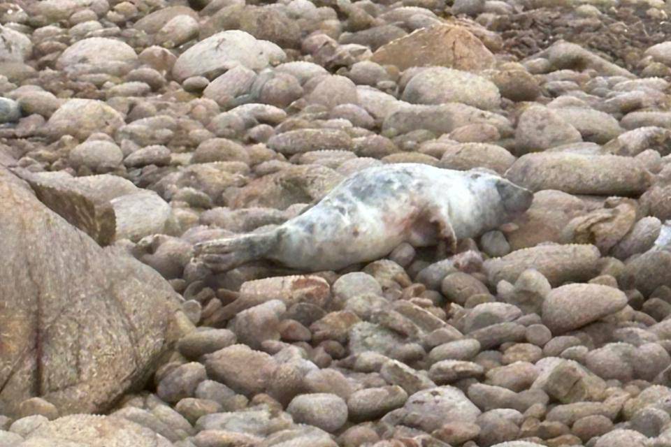 An injured grey seal pup on a rocky beach.