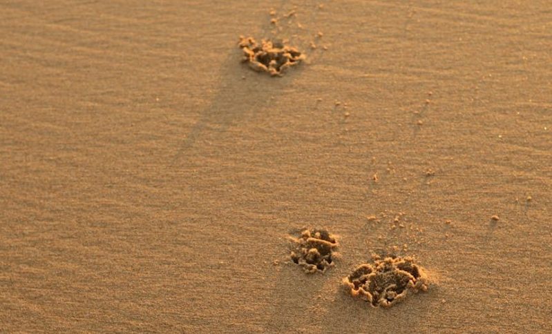 dog footprints seashore porto