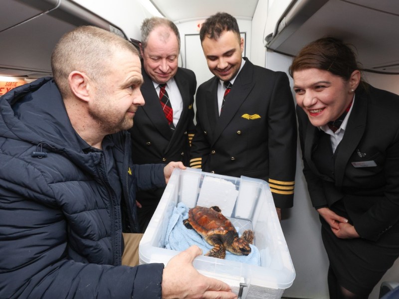 The rare turtle washed up in Storm Goretti has been flown off the island