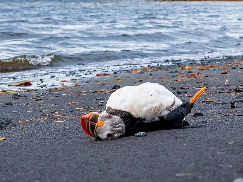 A dead puffi lies motionless on a dark, pebbled shoreline near the edge of the sea. The bird’s body is positioned on its side with its head resting against the sand. Gentle waves roll onto the beach in the background, and scattered seaweed, stones, and driftwood pieces are visible along the shore under an overcast sky.