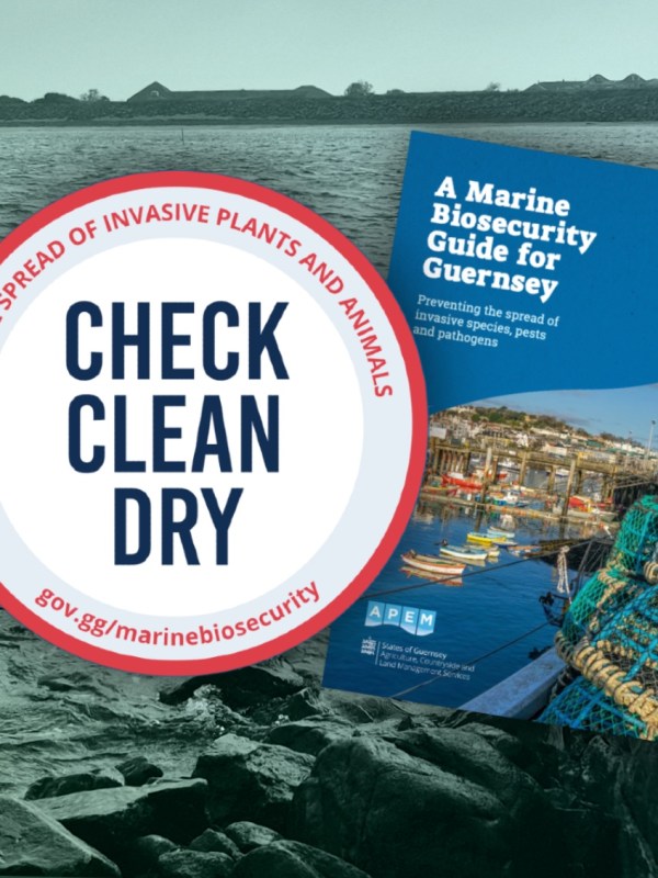 Invasive species could put Guernsey’s marine ecosystems at risk