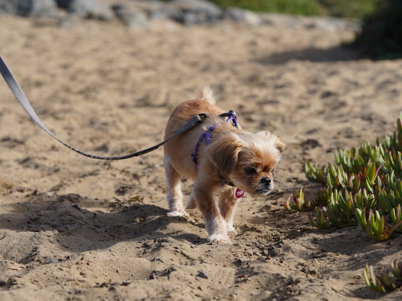 A small dog being walked on a sandy beach with a leash.