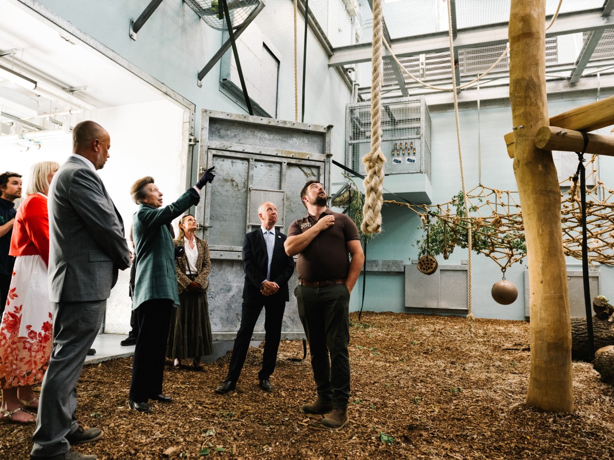 GALLERY: New state-of-the-art gorilla house opened by Princess Anne