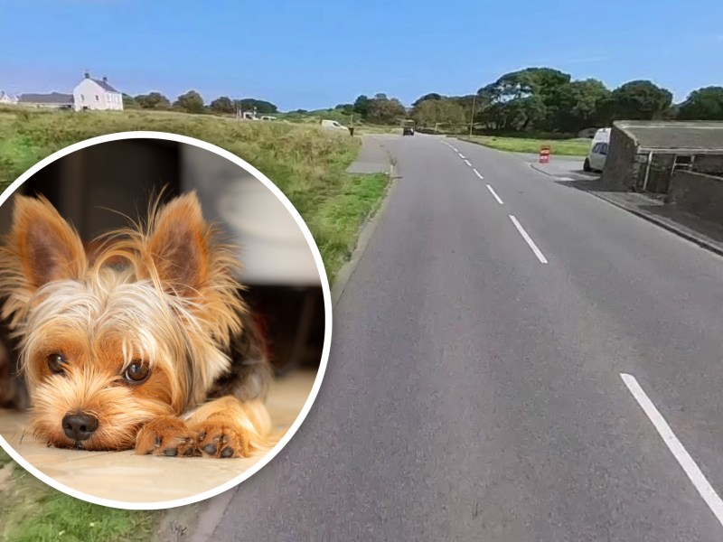A small, sad Yorkshire Terrier superimposed on a long straight road, next to a common on a sunny day.