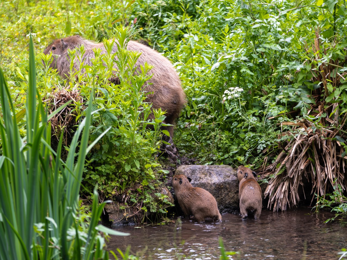 WATCH: Babybara boom! Jersey Zoo’s capybara family grows as escape artist becomes dad