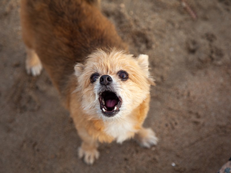 A small Pomeranian dog growls.